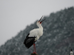 幸の鳥