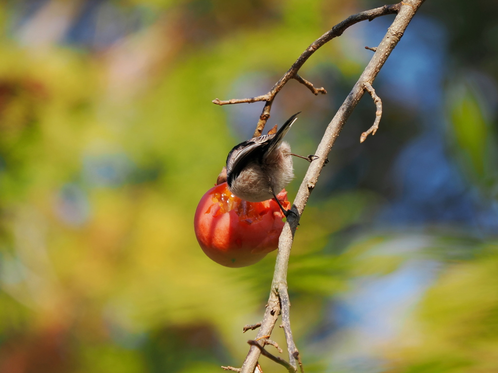 天使の食事