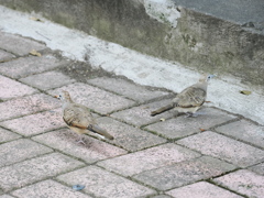 チョウショウバト