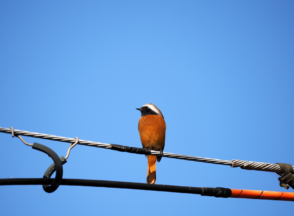 季節の色・橙(参)