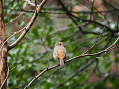 鳥さんの世界も