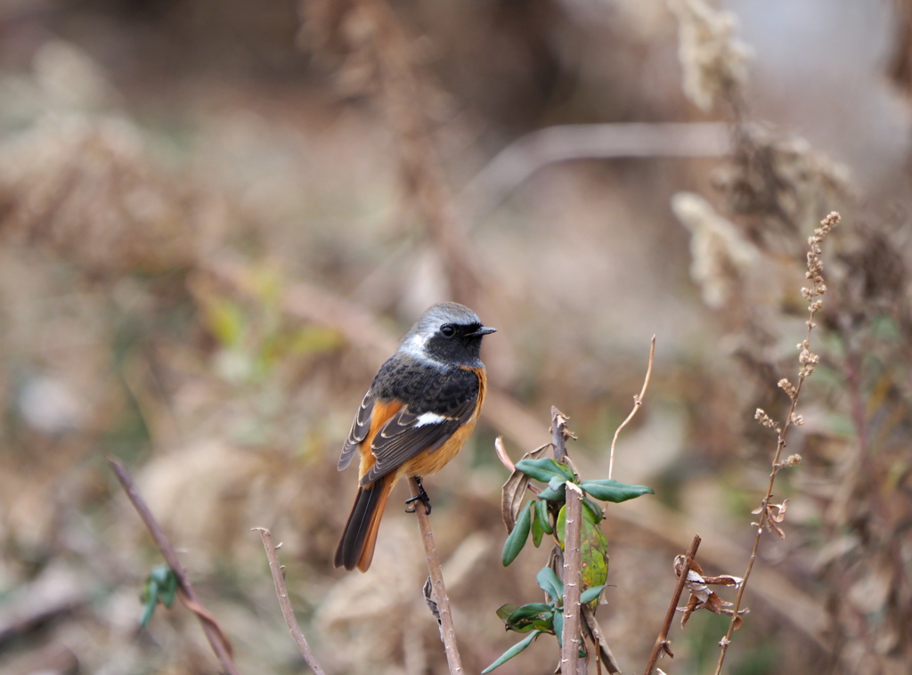 E-M1mark2再び