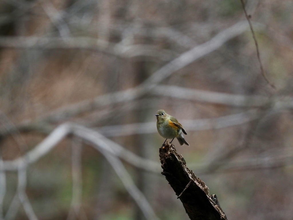 鳥語はわかりません