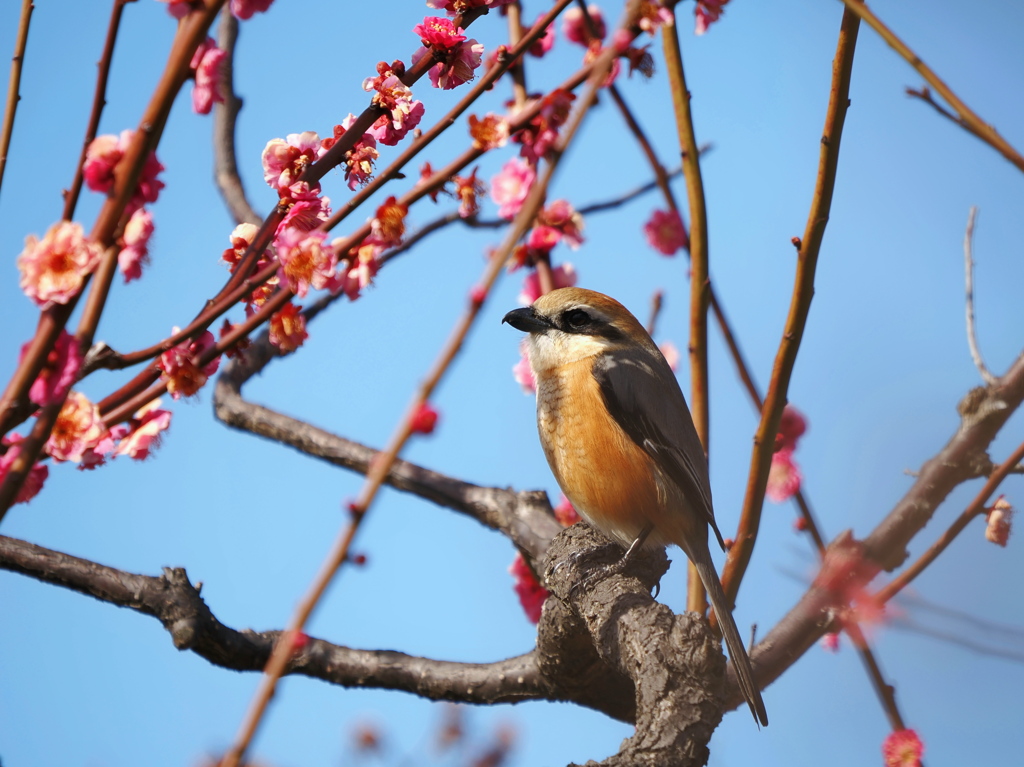 桜はまだかいな