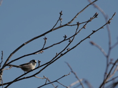 春がきた