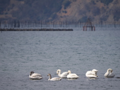 湖北水鳥公園