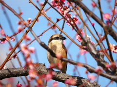 春うらら