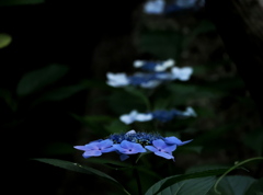 森の紫陽花