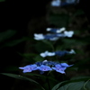 森の紫陽花