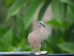 カノコバト