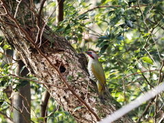 緑啄木鳥