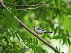 夏鳥は