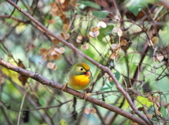 暗がりからの威嚇