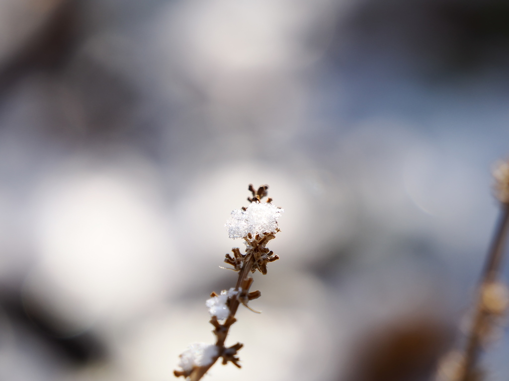 冬の花
