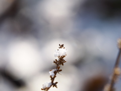 冬の花