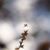 冬の花