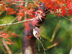 秋を惜しむ