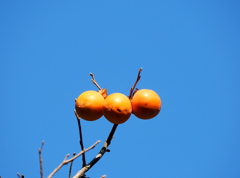 季節の色・橙(弐)