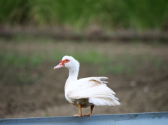 バリさん