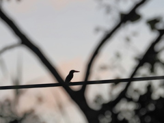 火の鳥