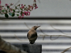 ツン