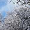 雪の六甲