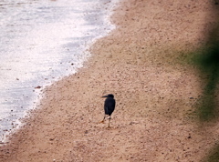 浜辺のクロさん