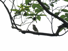 新曲