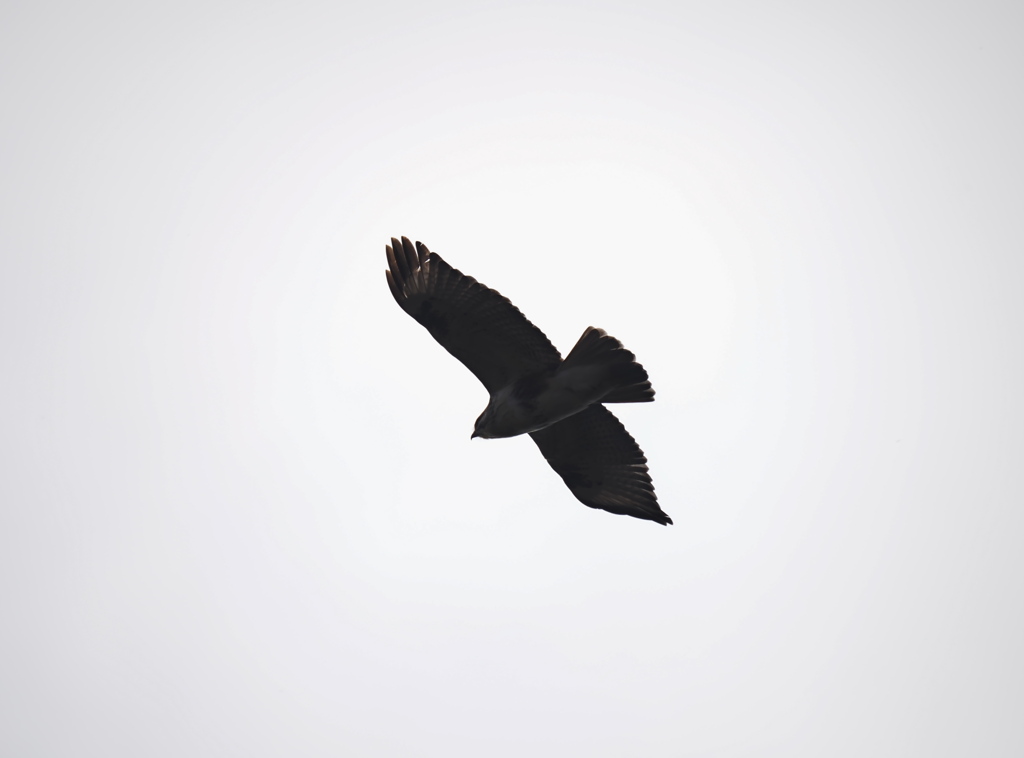 黒いヤツ