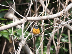 貴重なオレンジ