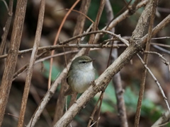 エナガさん？