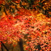 紅葉狩り