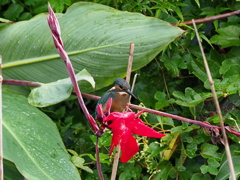 華添え