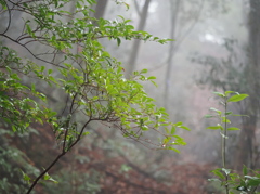 雨上がり
