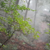 雨上がり