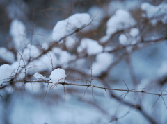 雪の飴玉