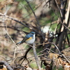 Metalic blue