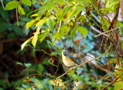 いつもの暗がり