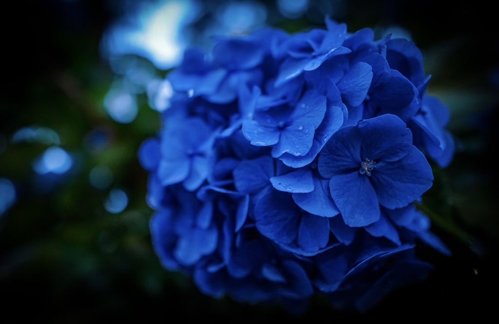 綺麗紫陽花最高