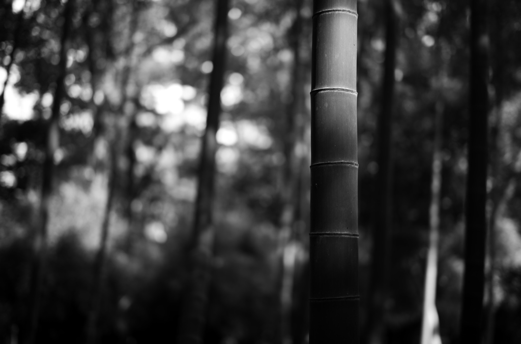 Straight Bamboo