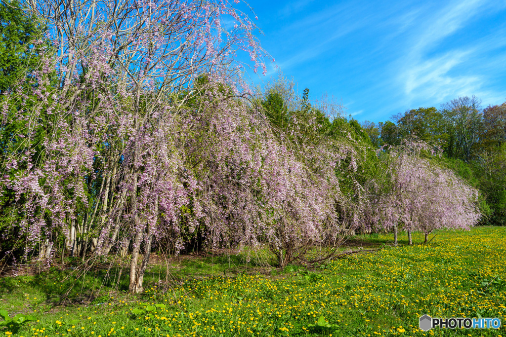 今日のしだれ桜