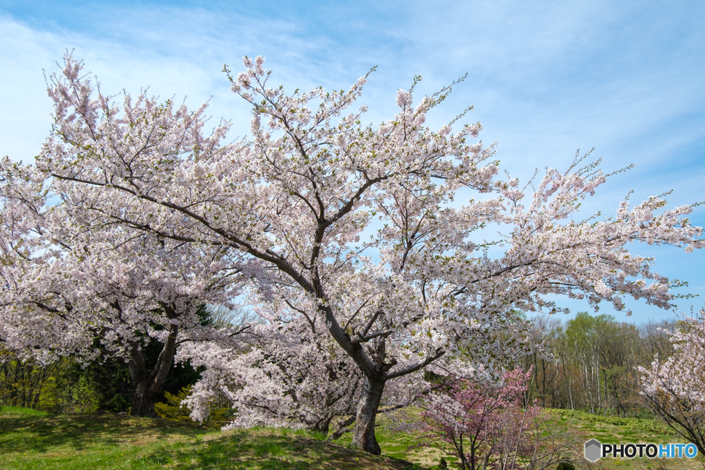 今日の桜