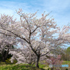 今日の桜