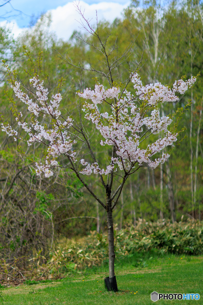 1本の桜