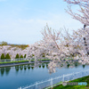 桜の頃　2024.5.4
