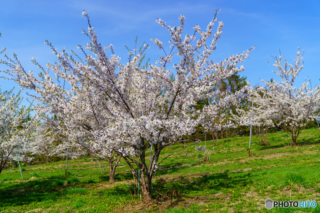 ようやく満開の桜