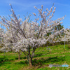 ようやく満開の桜