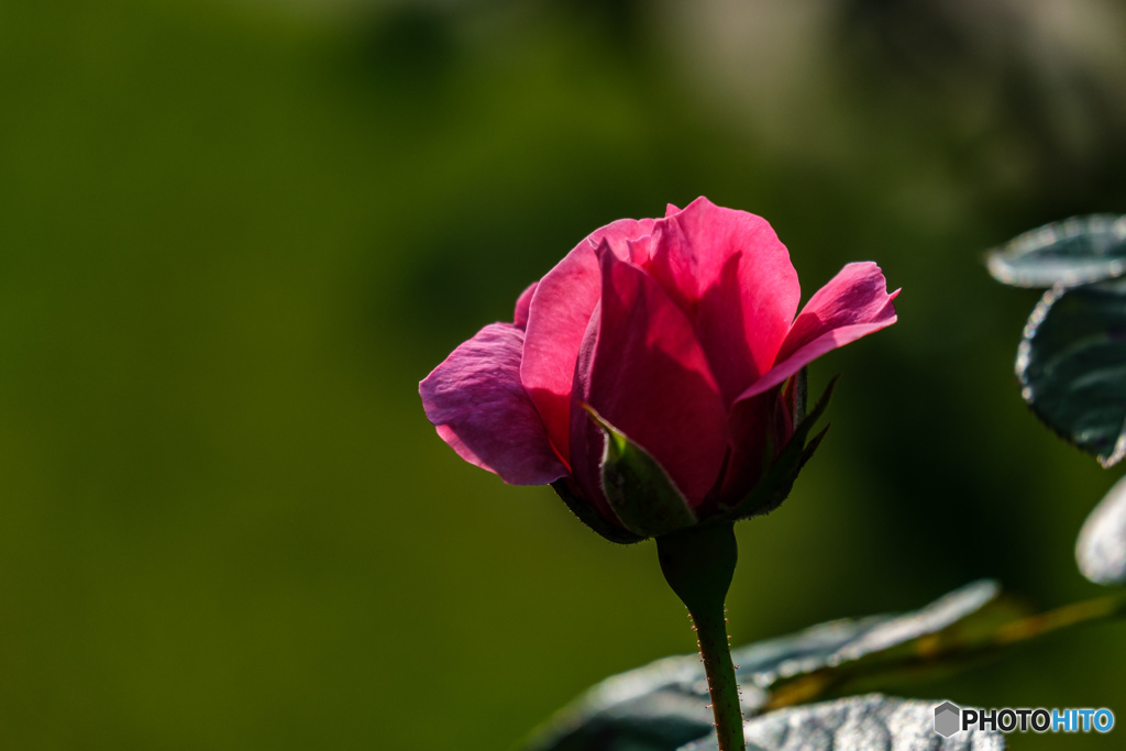薔薇
