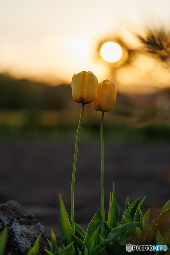 夕暮れのチューリップ