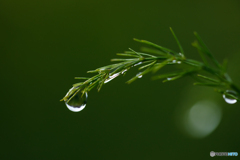 雨上がり